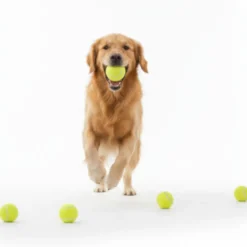 All For Paws Pelotas de Tenis Interactivas para perros