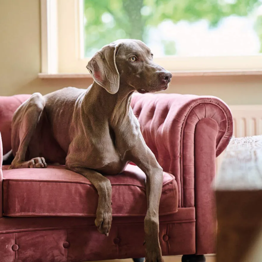 Beaphar Calming Pipetas Relajantes para perros