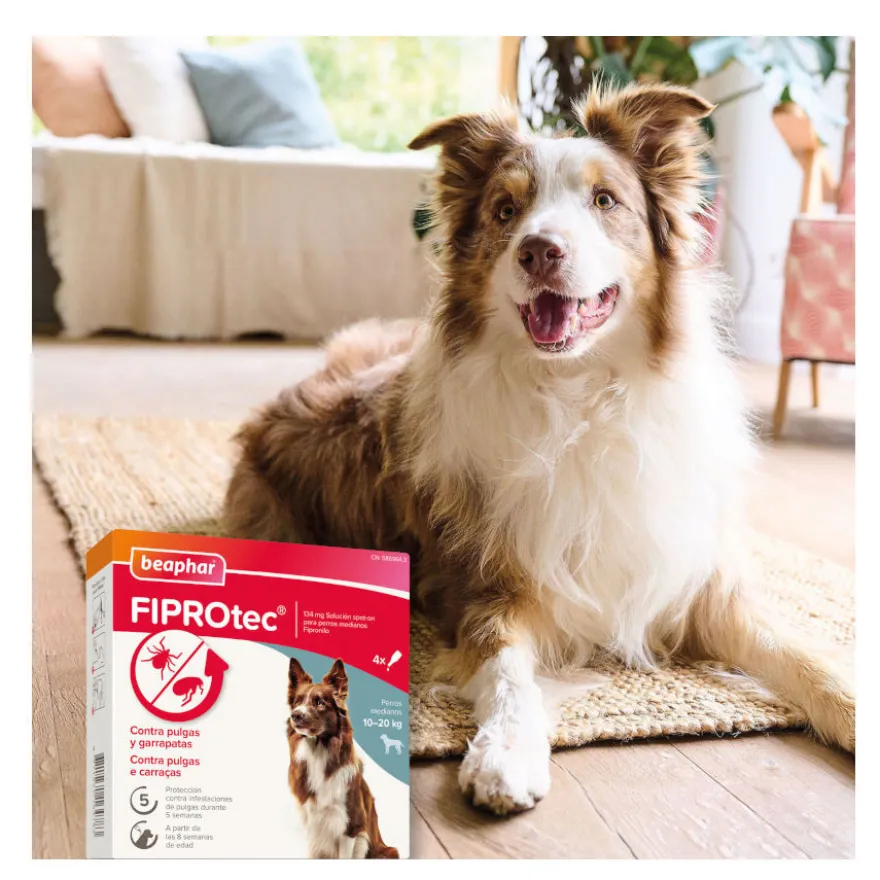 Beaphar FiproTec Pipetas para perros