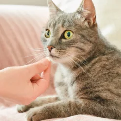 Beaphar Vermipure Repelente Interno Natural en comprimidos para gatos y gatitos