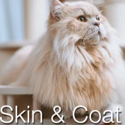 Catxtreme Adult Skin & Coat Sterilised Pollo pienso para gatos