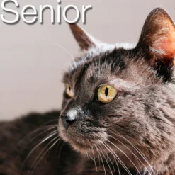 Catxtreme Senior Sterilised Pollo y Guisantes pienso para gatos