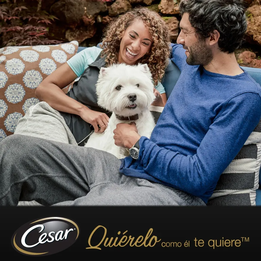 Cesar Carnes Mixtas Gelatina en Bolsita para Perros - Multipack