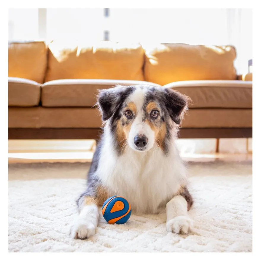 Chuckit! Ultra Squeaker Pelota con Sonido y Rebote para perros