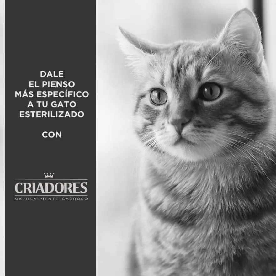Criadores Adulto Esterilizado Pollo pienso para gatos
