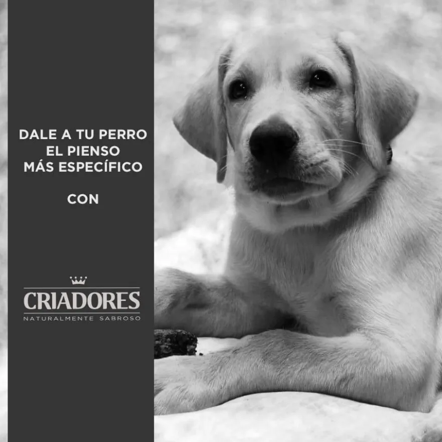 Criadores Pollo y Arroz pienso para cachorros de razas grandes