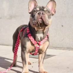 Dukier Arnés Clásico Diseño Berry Love para perros