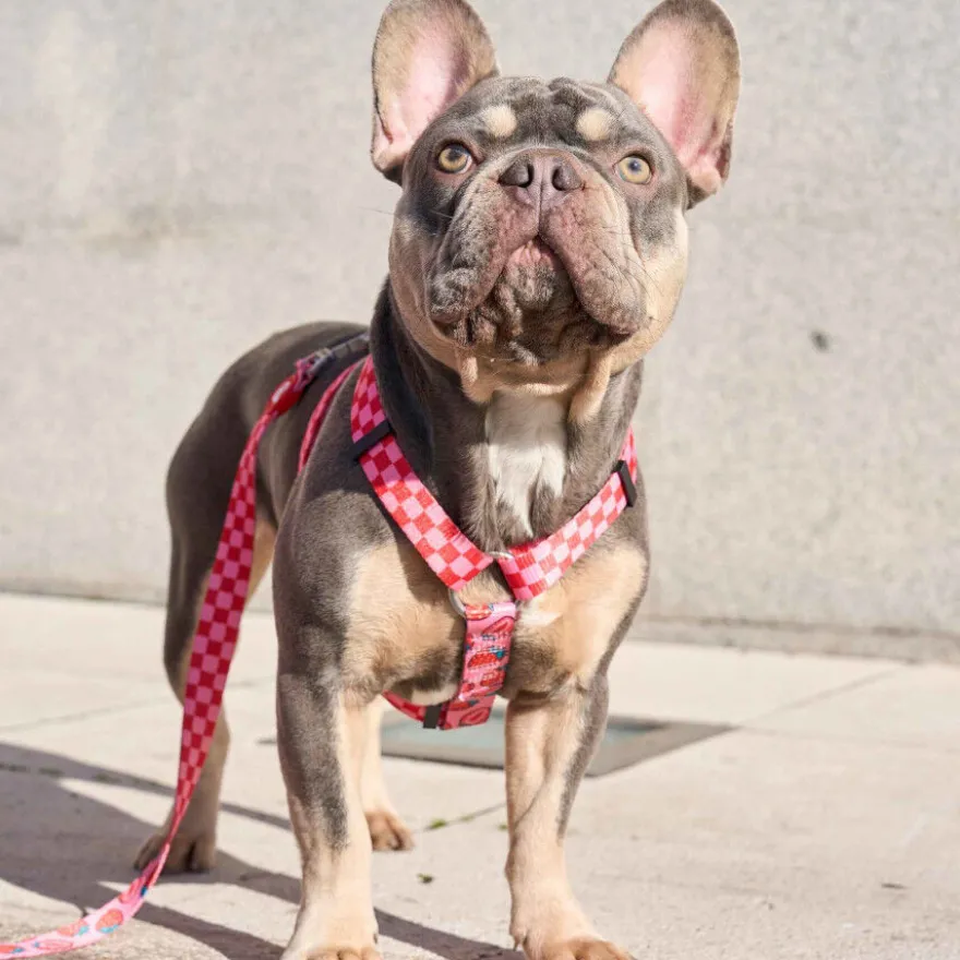 Dukier Arnés Clásico Diseño Berry Love para perros
