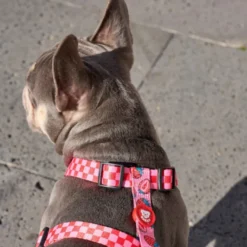 Dukier Arnés Clásico Diseño Berry Love para perros