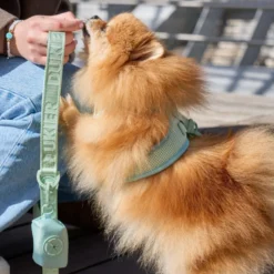 Dukier Correa Color Verde para perros