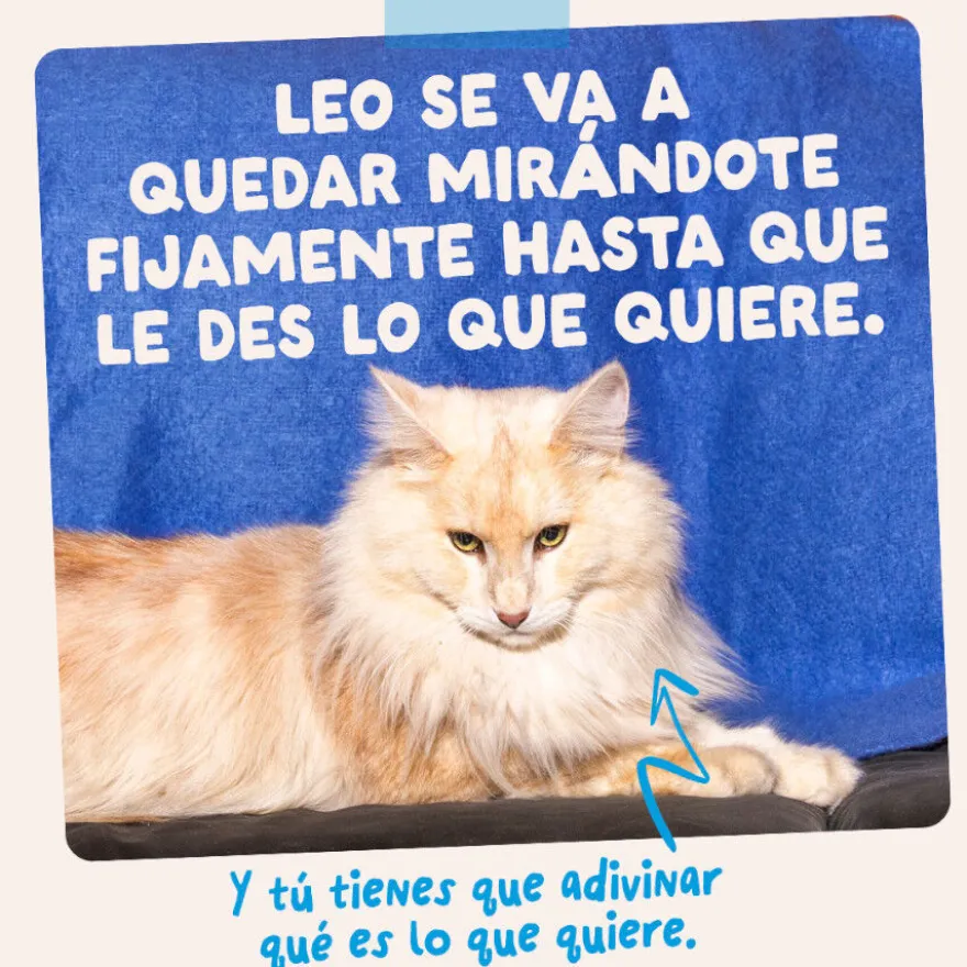 Edgard & Cooper Selección Captura del Día sobre en salsa para gatos