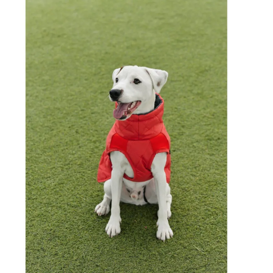 Freedog Oymyakon Rojo Abrigo Impermeable con Arnés para perros