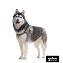 Gotoo Arnés estampado zebra para perros