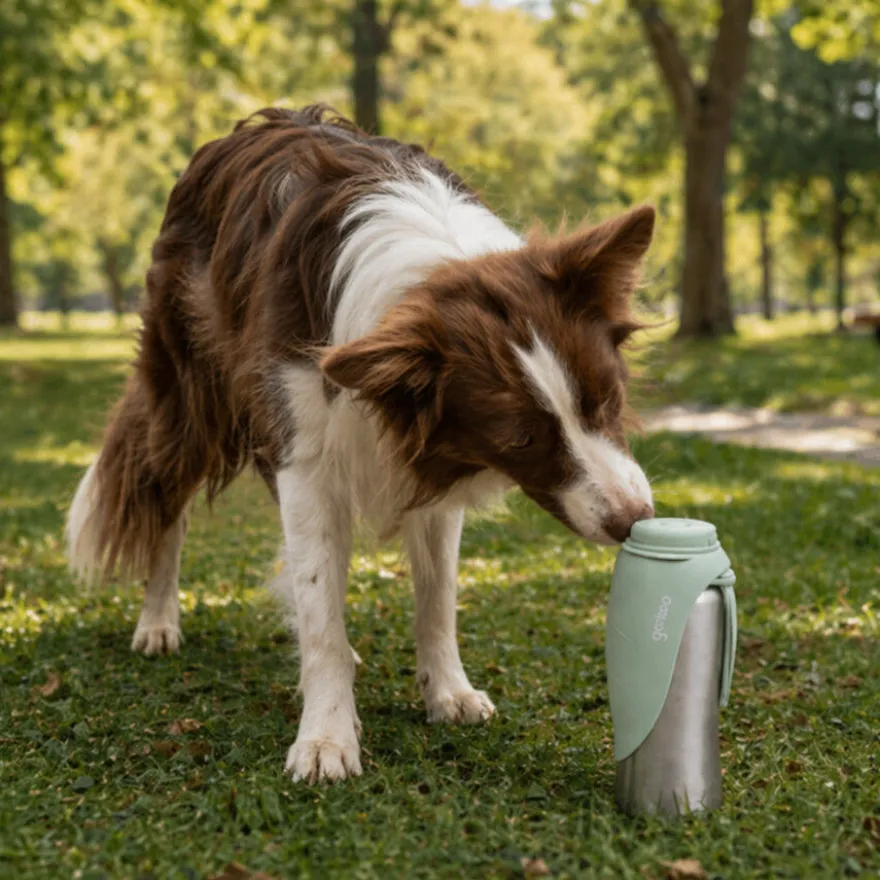 Gotoo Botella Bebedero Portátil de Acero Inoxidable Verde para perros