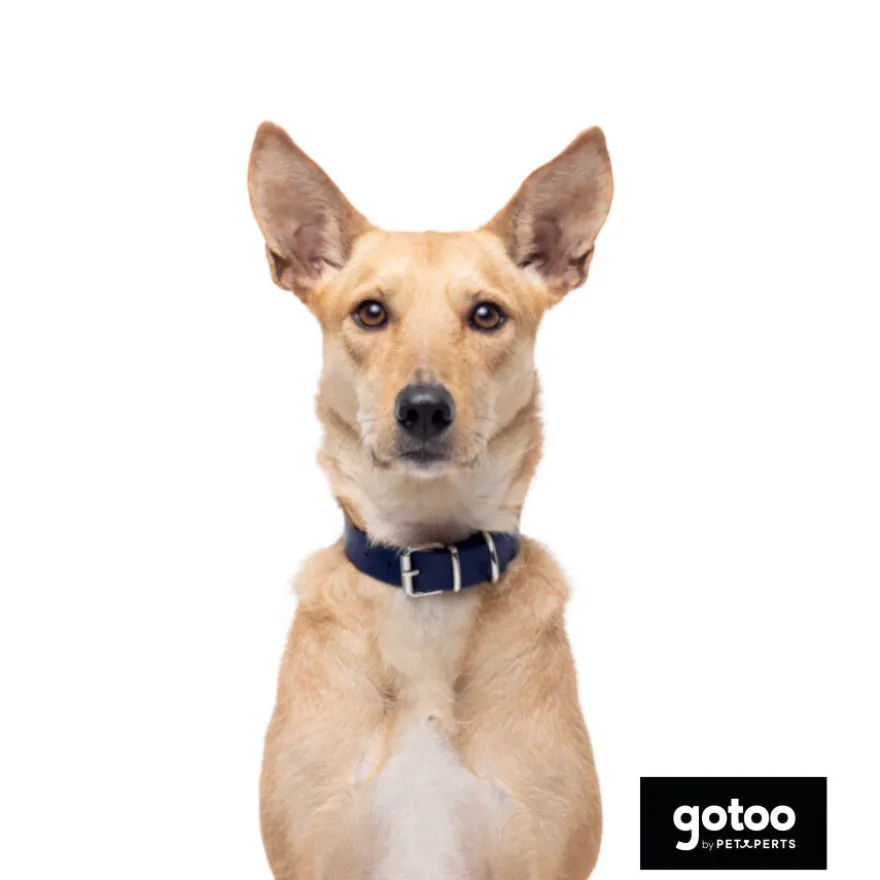 Gotoo Collar Biothane azul para perros
