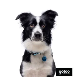 Gotoo collar de malla transpirable turquesa para perros