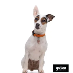 Gotoo Collar de nylon reflectante naranja para perros