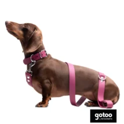 Gotoo Correa Biothane roja vino para perros