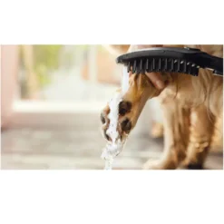 Hansgrohe Alcachofa de Ducha Negra para perros