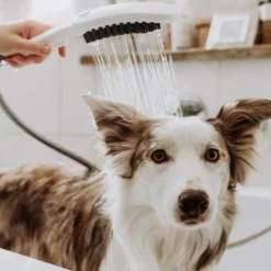Hansgrohe Alcachofa de Ducha Blanca para perros