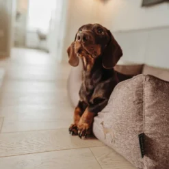 Hunter Boston Cozy Cama Marrón para perros