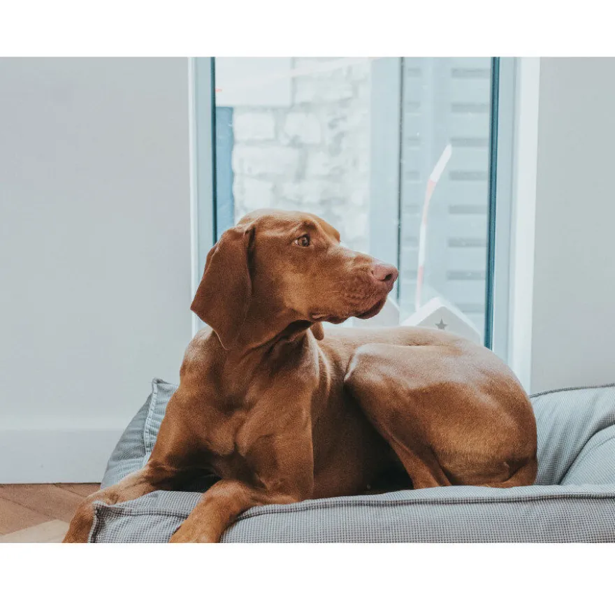 Hunter Lancaster Cama Gris para perros