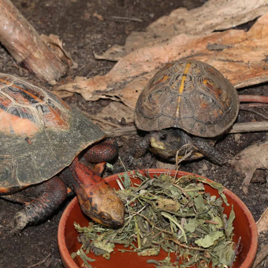 JBL Proterra Herbil alimento para tortugas