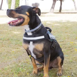 Julius K-9 IDC Arnés Verde para perros