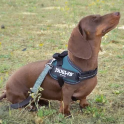 Julius K-9 IDC Arnés Verde para perros