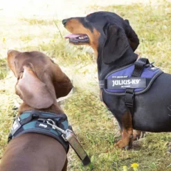 Julius K-9 IDC Arnés Verde para perros