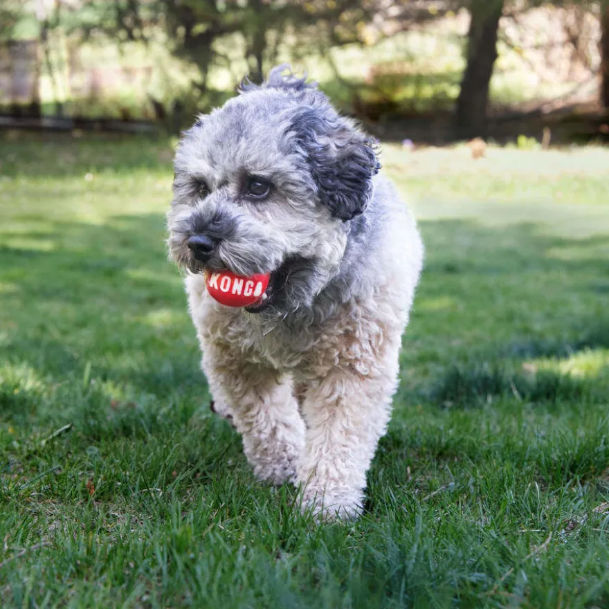 Kong Signature Ball 2-PK pelotas para perros