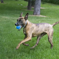 Kong SqueakAir Ultra Balls 3-PK pelotas para perros