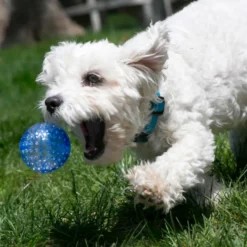 Kong Squeezz Geodz Pelota con Sonido para perros