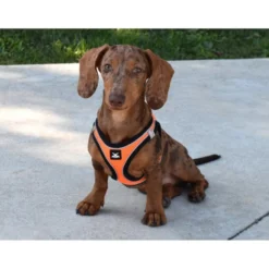 Nayeco X-TRM Neo Naranja arnés para perros