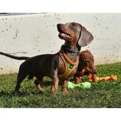 Nayeco X-TRM Neo Verde arnés para perros