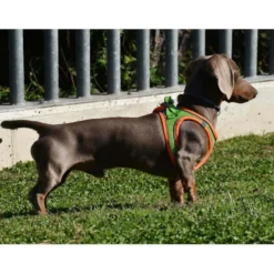 Nayeco X-TRM Neo Verde arnés para perros