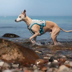 Non-stop Dogwear Chaleco Refrescante Gris y Turquesa para perros