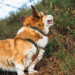 Non-stop Dogwear Collar Turquesa y Roble para perros