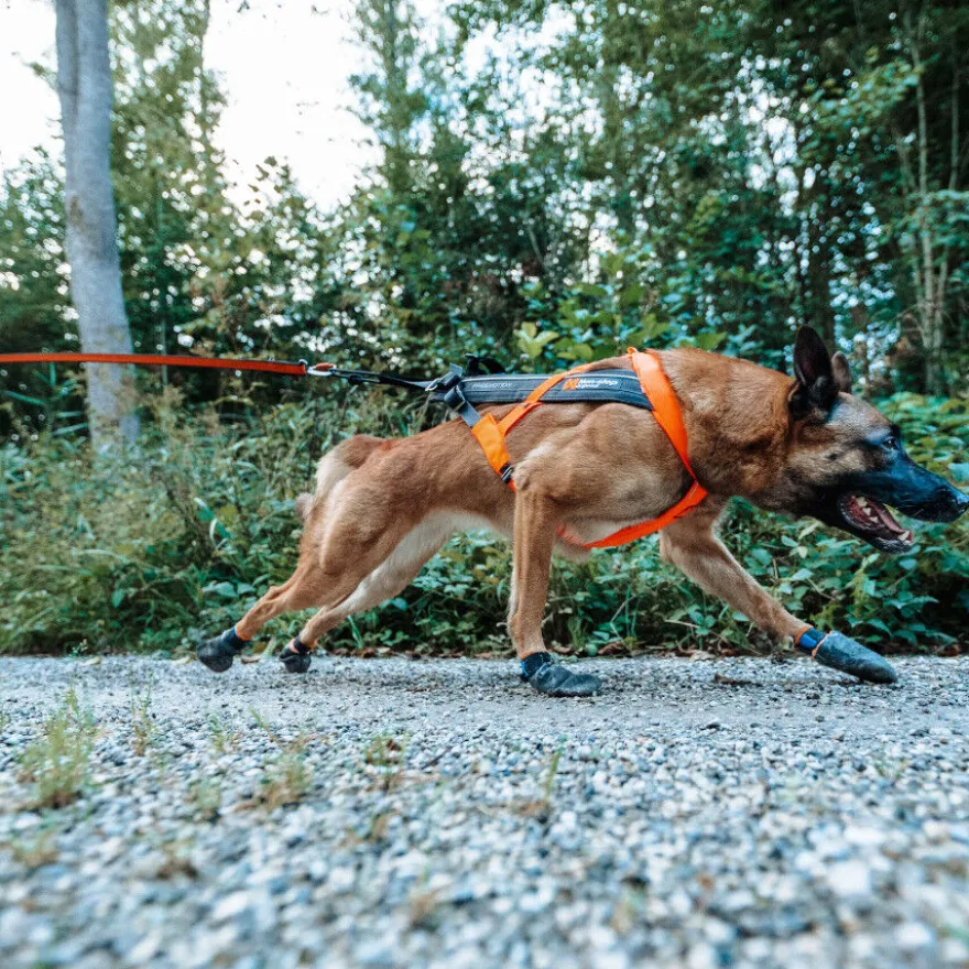 Non-stop dogwear Freemotion Arnés Negro y Naranja para perros