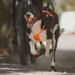 Non-stop dogwear Freemotion Arnés Negro y Naranja para perros