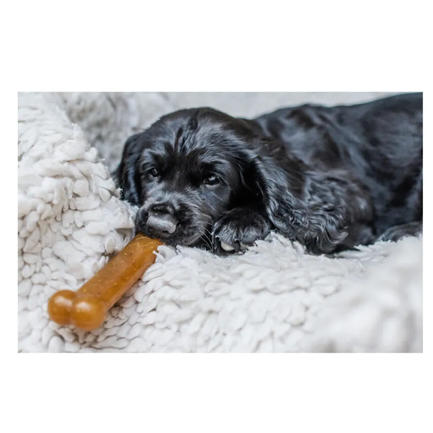 Nylabone Chew Pollo Hueso Mordedor para cachorros