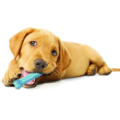 Nylabone Hueso Mordedor Dental Sabor a Pollo para cachorros