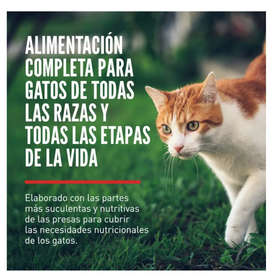 Orijen Original pienso para gatos y gatitos