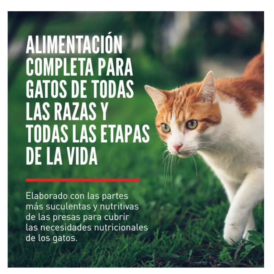 Orijen Regional Red pienso para gatos y gatitos