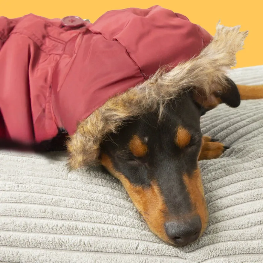 Outech Abrigo Granate con Capucha para perros