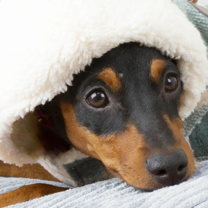 Outech Trenca Azul para perros