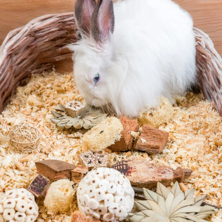 Quapas Nibble Caja Regalo Estrellas y Balones Juguete para roedores