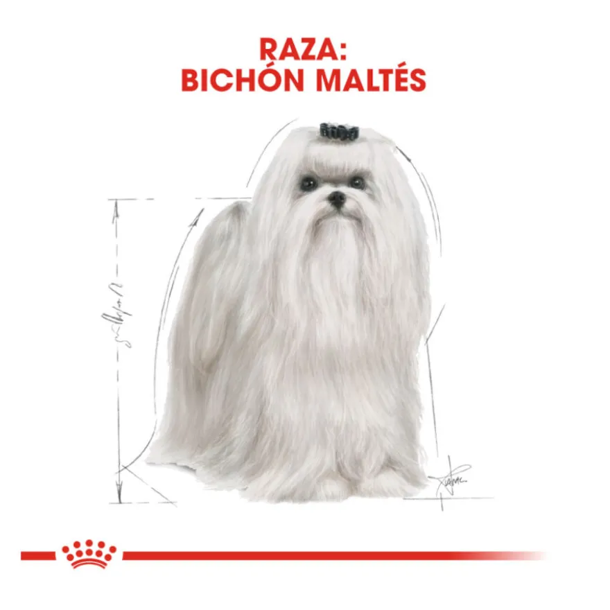 Royal Canin Adult Bichón Maltés pienso para perros