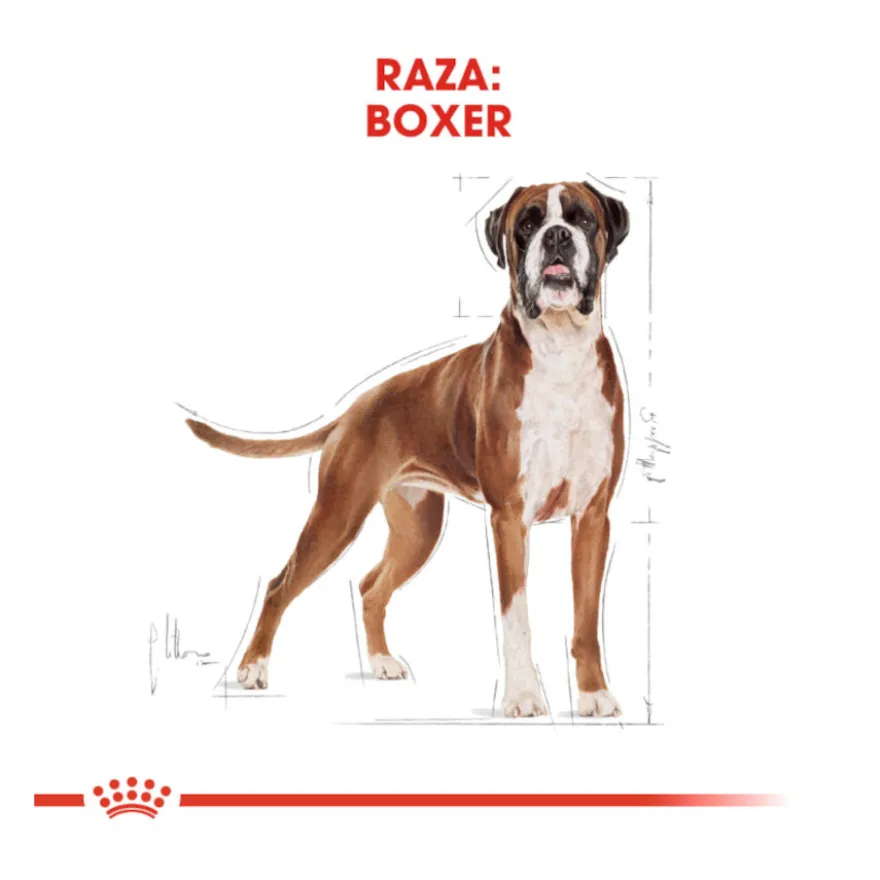 Royal Canin Adult Boxer pienso para perros