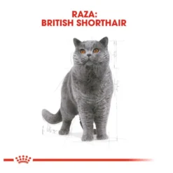 Royal Canin Adult British Shorthair pienso para gatos